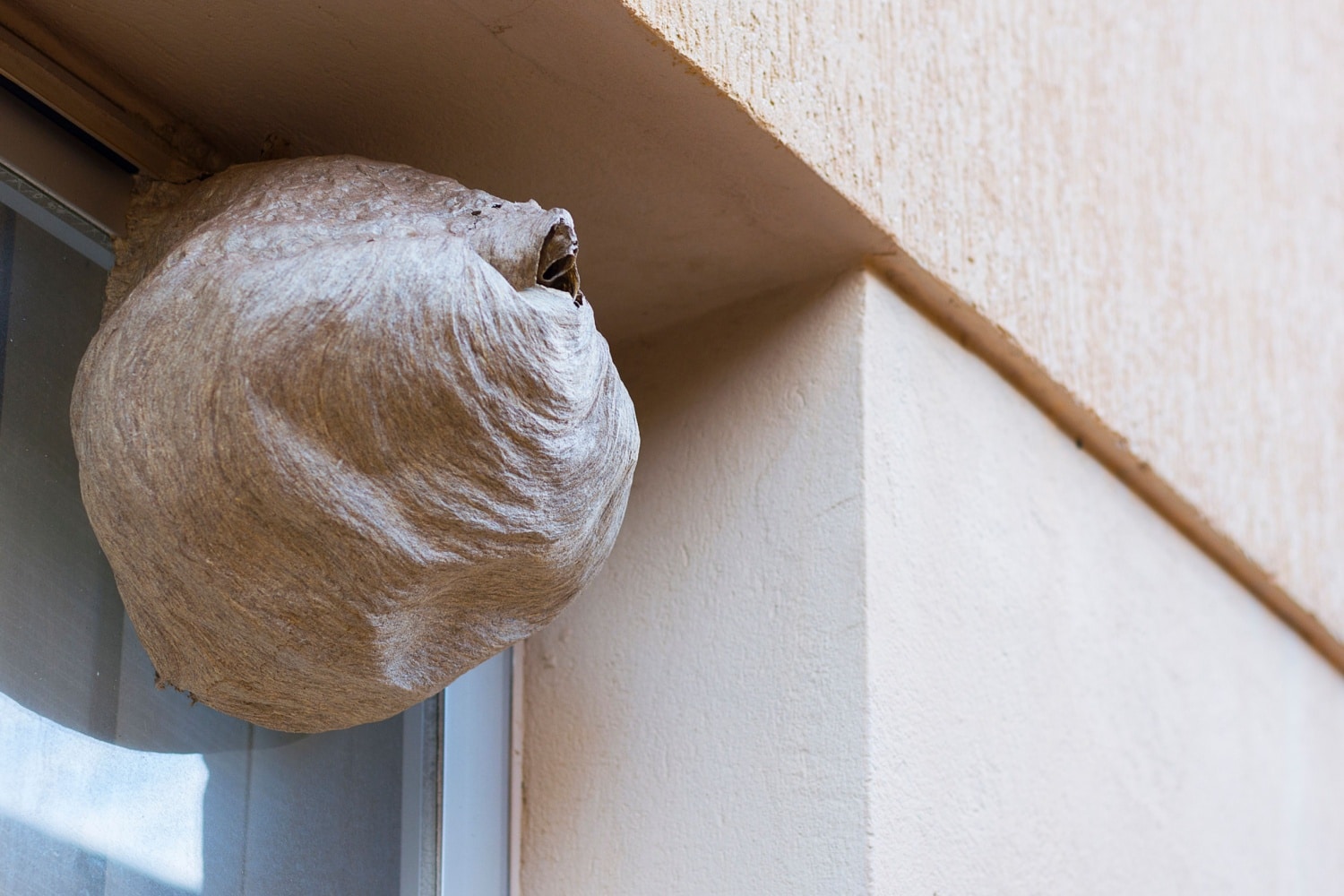 Wespennest vor einem Fenster